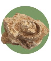 فسیل حلزونی در دیاکو سایت